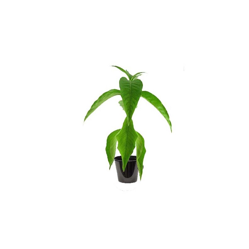 Justicia adhatoda (البيستاشيا البيضاء)