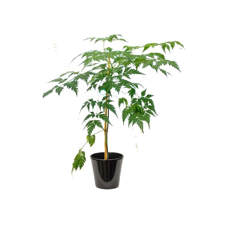 Melia azedarach (اليلا الهندي)