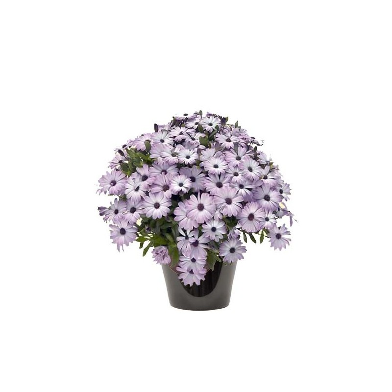 Dimorphoteca violet (زهرة الدمرفوتكة)