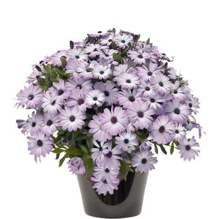 Dimorphoteca violet (زهرة الدمرفوتكة)