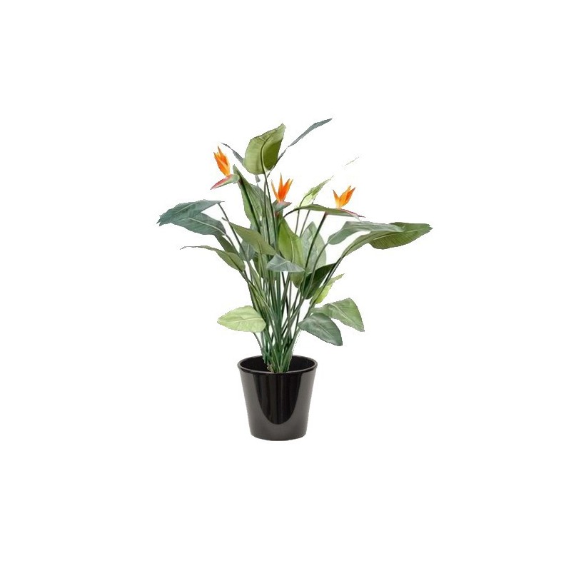 Strelitzia reginae (عصفور الجنة الملكي)