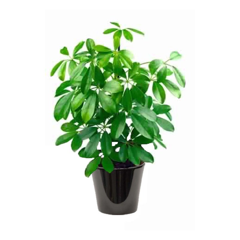 Schefflera vert (الشفليرة الخضراء)