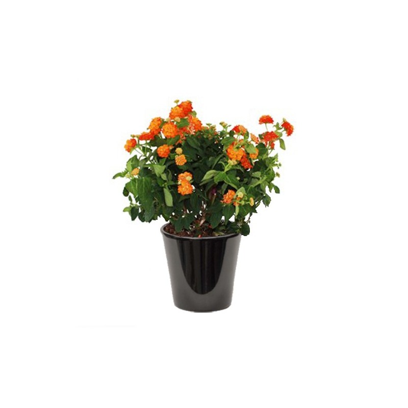 Lantana camara (اللانتانا)