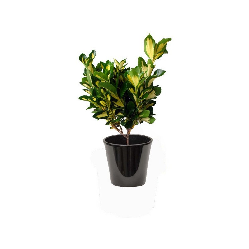 Fusain panaché (المضاض الملون)