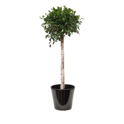 Ficus nitida (التين النيتيدي)