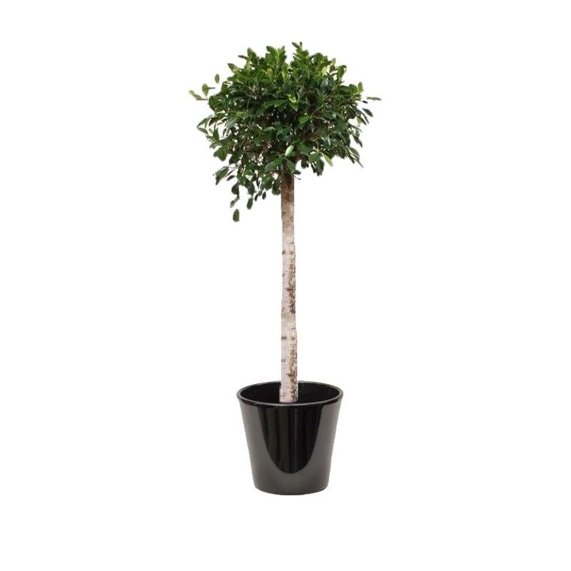 Ficus nitida (التين النيتيدي)