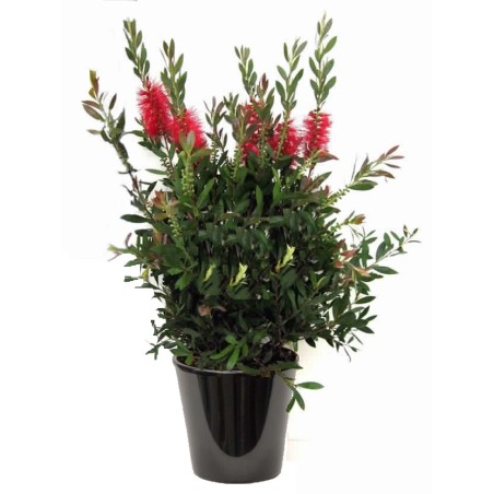 Callistemon laevis (فرشاة الزجاج)