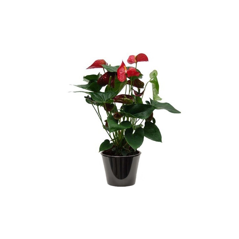Anthurium rouge (الأنطور الأحمر)