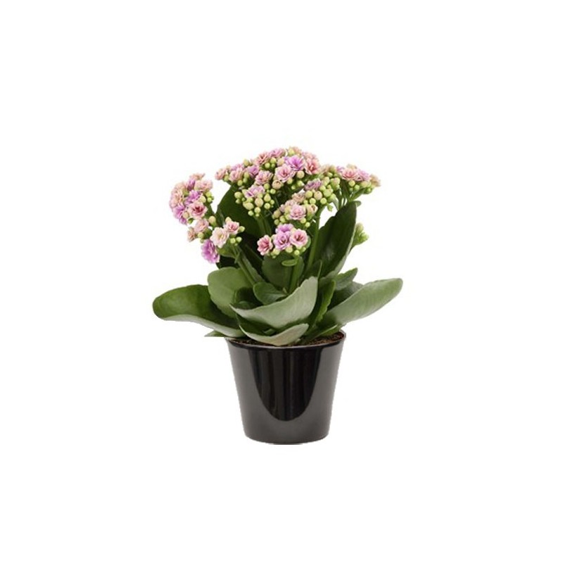 Kalanchoë (الكلنكوة)