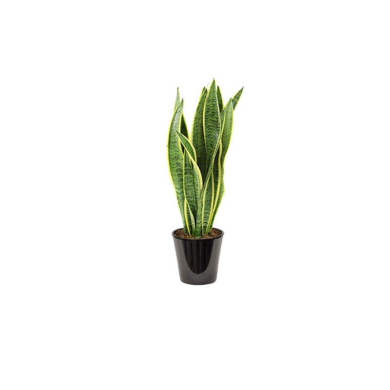 Sansevieria trifasciata (الذلب)