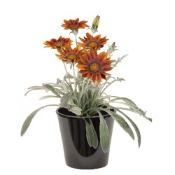 Gazania (الغازانيا)