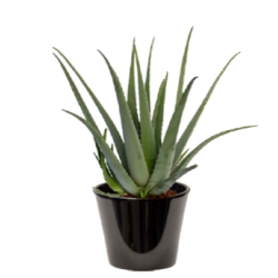 Aloe vera (الألوة الحقيقية)