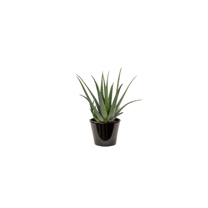 Aloe vera (الألوة الحقيقية)