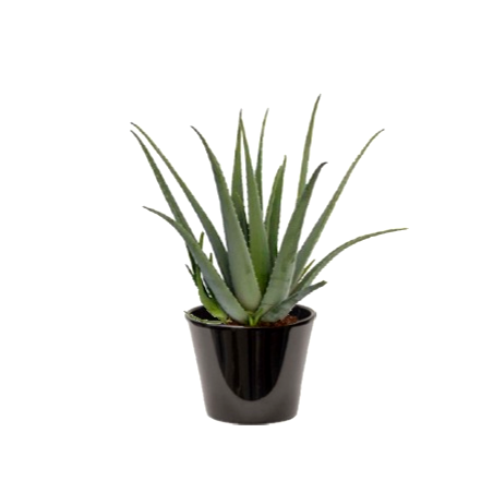 Aloe vera (الألوة الحقيقية)