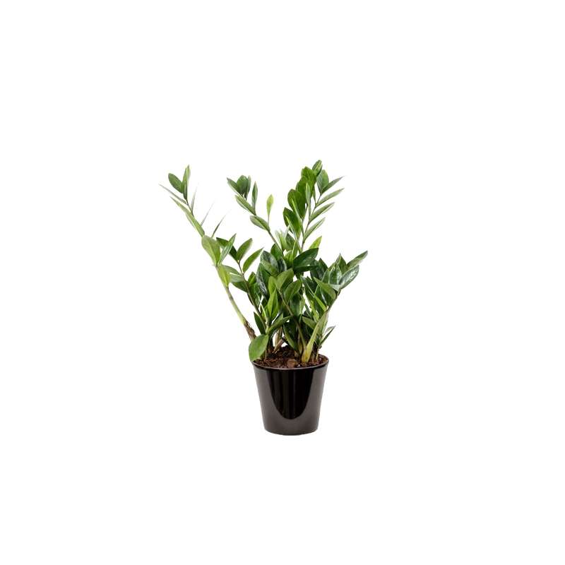 Zamioculcas (القلقاس)