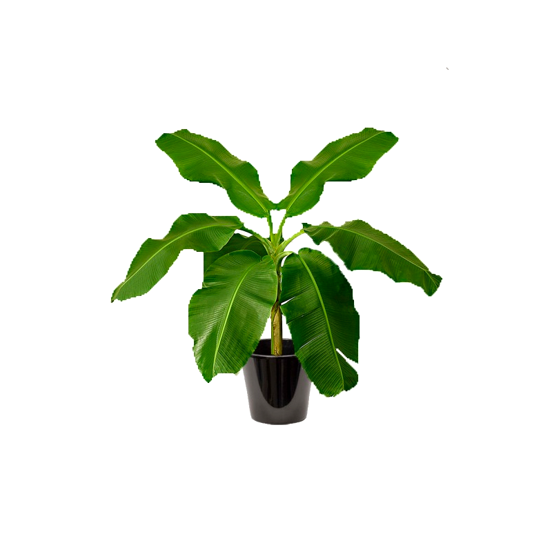 Bananier (الموز)