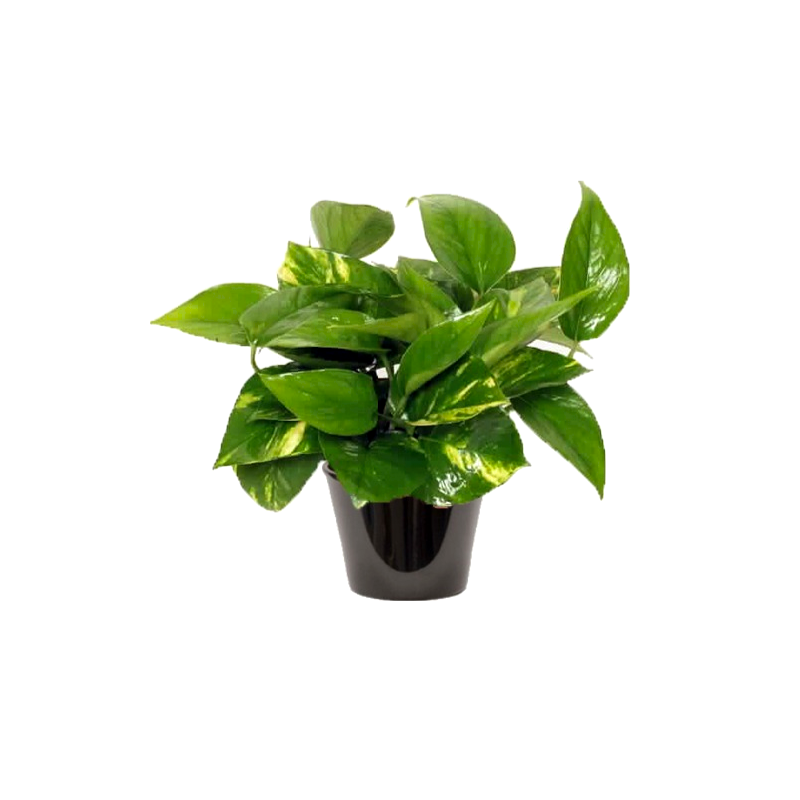 Pothos (البوتس)
