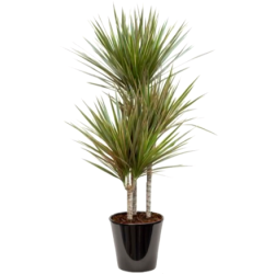 Dracaena bicolor (دراسانا ثنائية اللون)