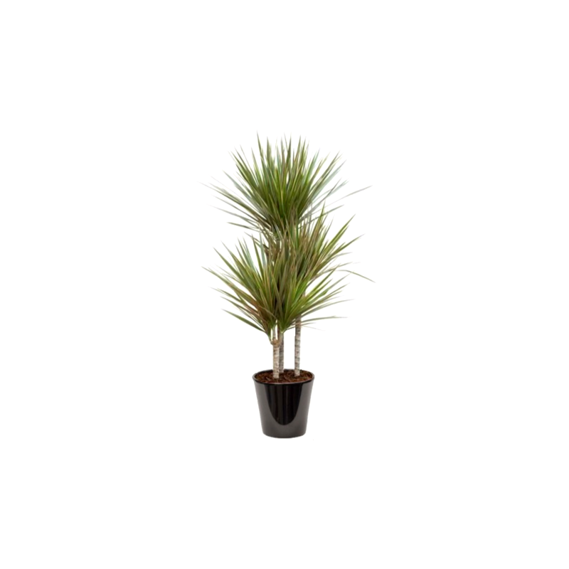 Dracaena bicolor (دراسانا ثنائية اللون)