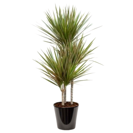 Dracaena bicolor (دراسانا ثنائية اللون)