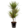 Dracaena bicolor (دراسانا ثنائية اللون)