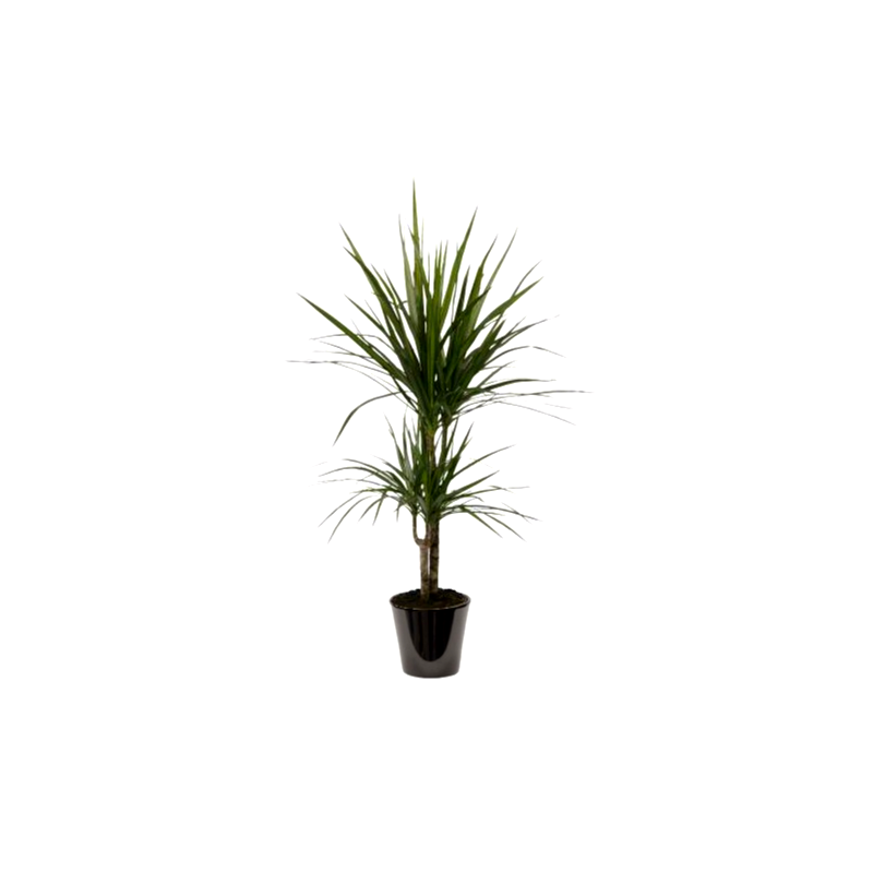 Dracaena marginata (دراسانة مدغشقر)