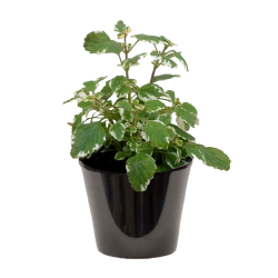 Plectranthus (البلكترانتا)