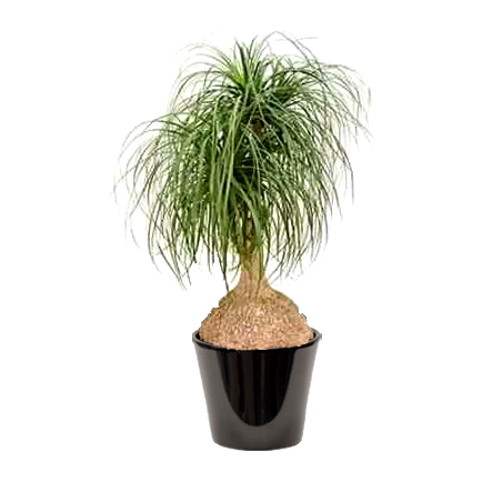 Beaucarnea recurvata (النولينة المنحنية)