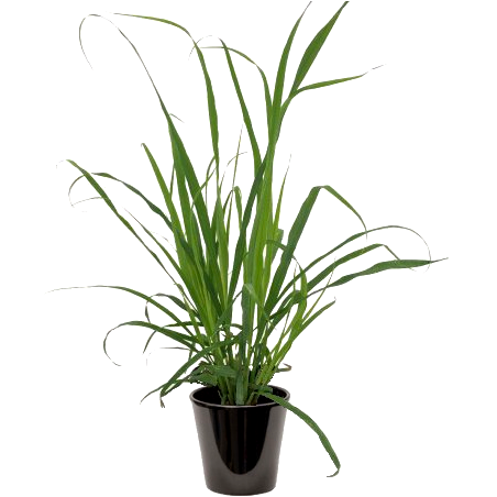 Citronnelle (عشبة الليمون)