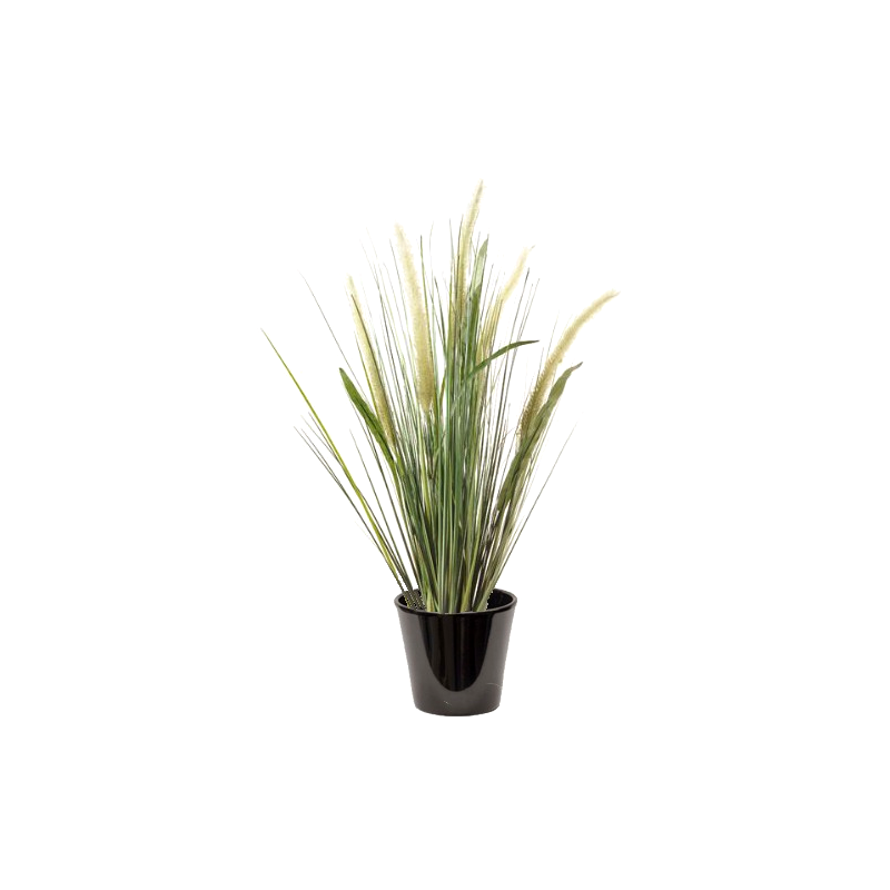 Pennisetum blanc (الثيوم الأبيض)