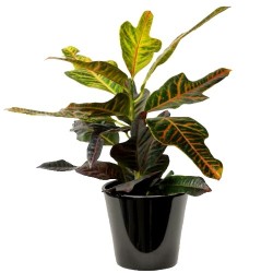 Croton (الكروتون المتباين)