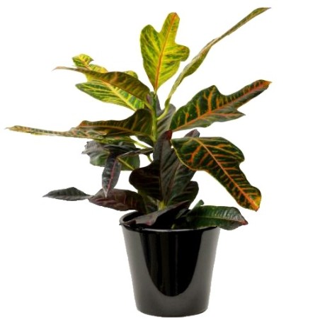 Croton (الكروتون المتباين)