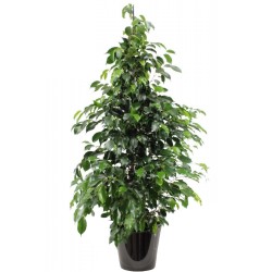 Ficus benjamina 'Danielle' (تين دانيال)