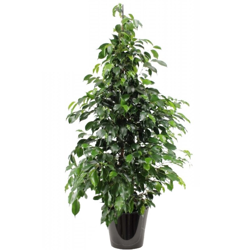 Ficus benjamina 'Danielle' (تين دانيال)