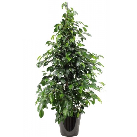 Ficus benjamina 'Danielle' (تين دانيال)