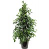 Ficus benjamina 'Danielle' (تين دانيال)