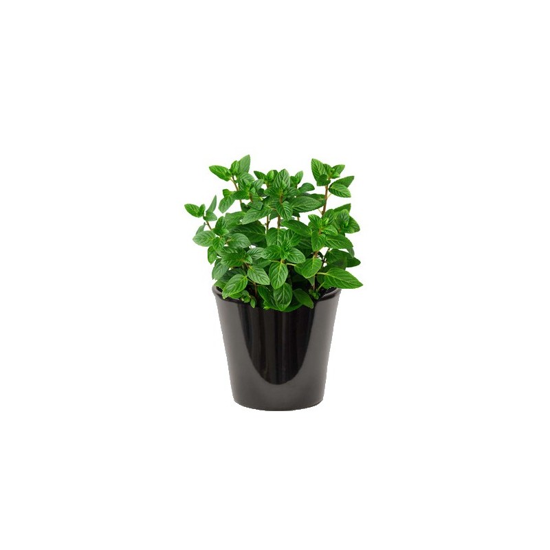 Menthe (النعناع)