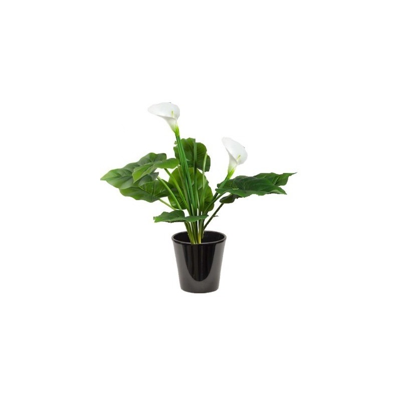 Arum zantedeschia (أذن الفل البيضاء)