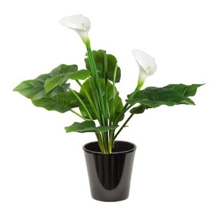 Arum zantedeschia (أذن الفل البيضاء)