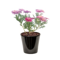 Anthemis frutescens (الأربيان الوردية)