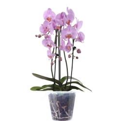 Orchidée (زهرة الأوركيد)