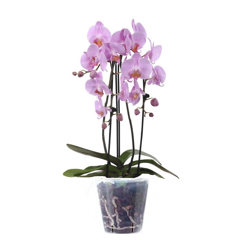 Orchidée (زهرة الأوركيد)