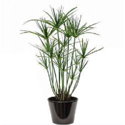 Cyperus papyrus (السعد الورقي)