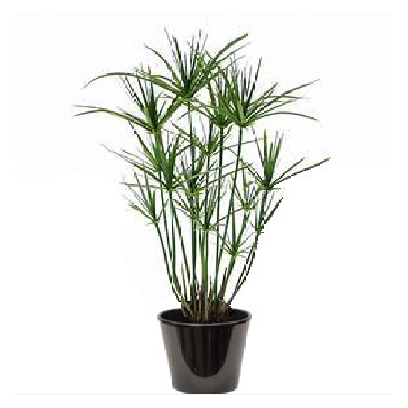 Cyperus papyrus (السعد الورقي)