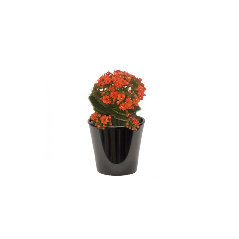 Kalanchoë