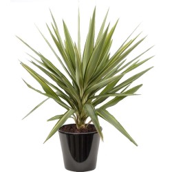 YUCCA ELEPHANTIPES "JEWEL"