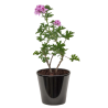 pelargonium peltatum (عطرشية)