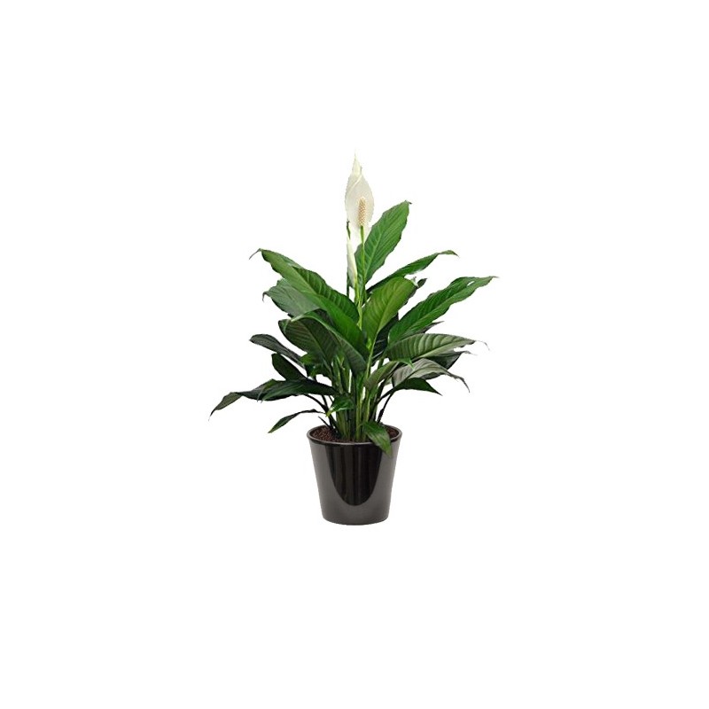 spathiphyllum