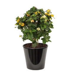 Lantana camara jaune  ( اللانتانا الصفراء )