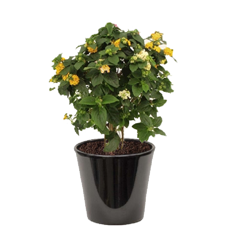 Lantana camara jaune  ( اللانتانا الصفراء )